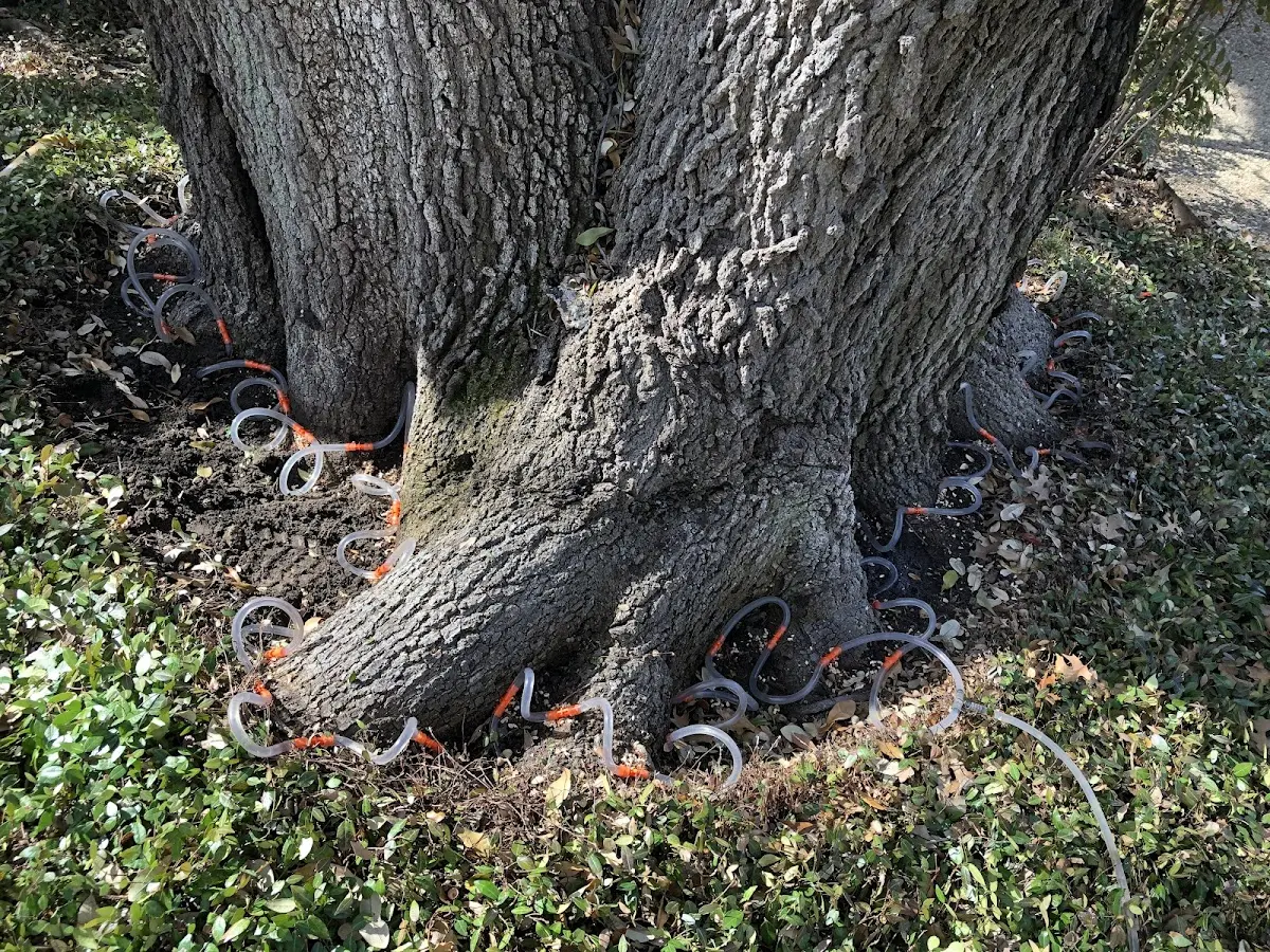 Detailed Tree Cabling and Bracing job site in Brinkley