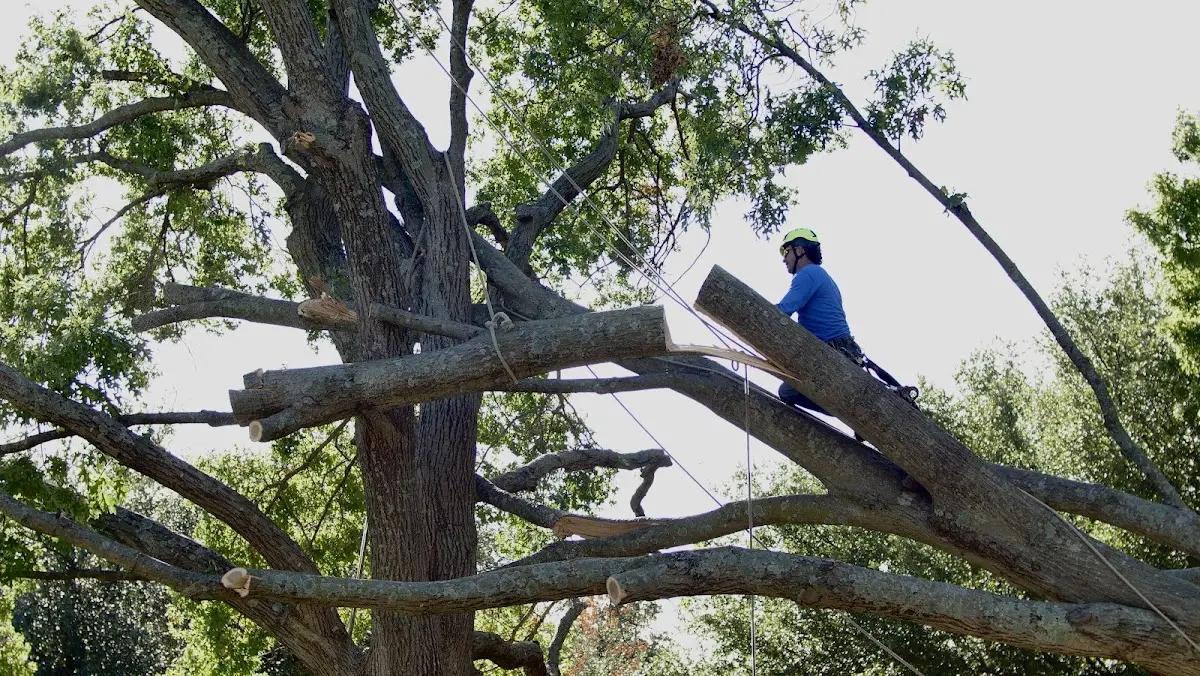 Professional Crown Thinning performed by certified arborists in Brinkley
