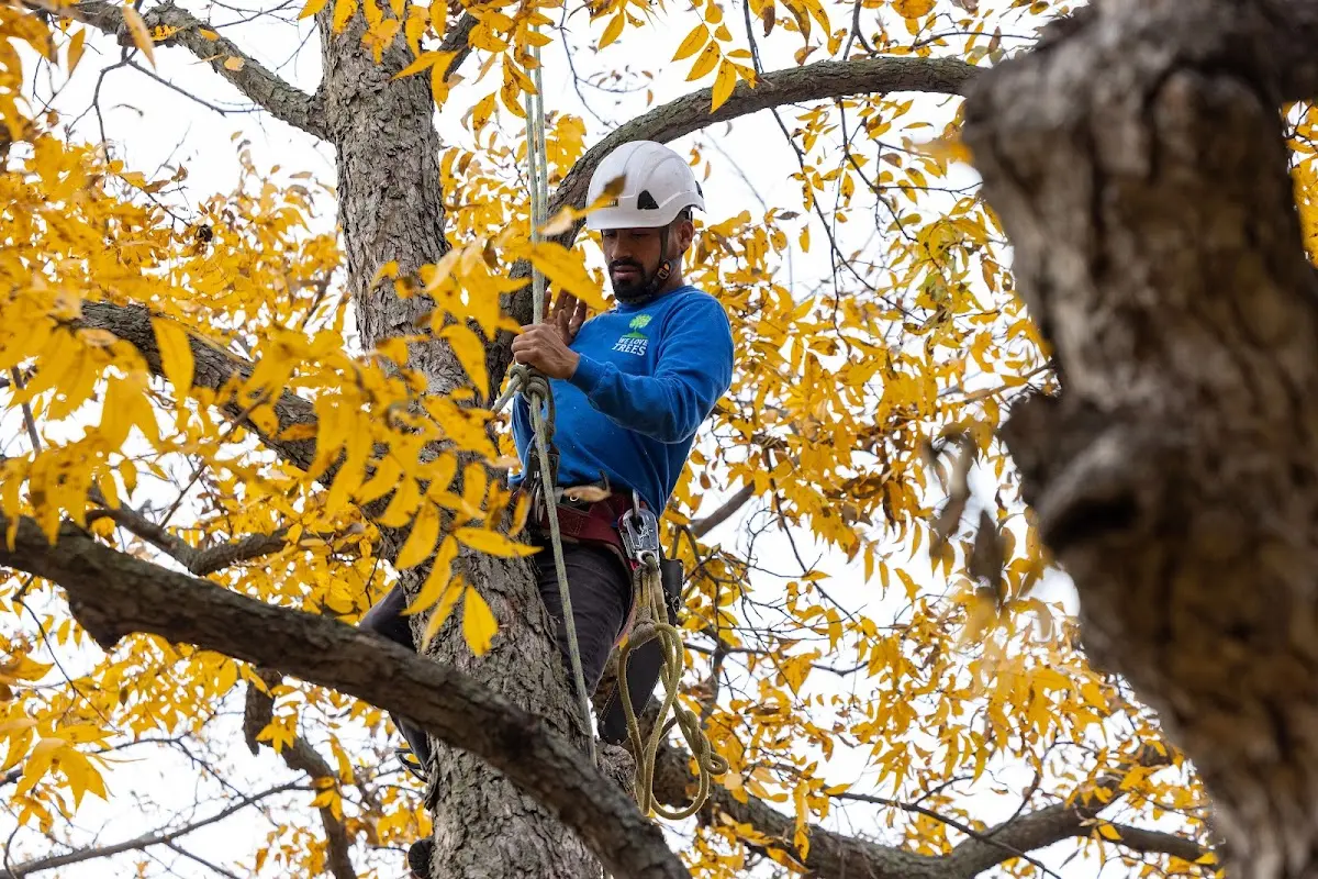 Skilled Storm Damage Cleanup crew working in Brinkley